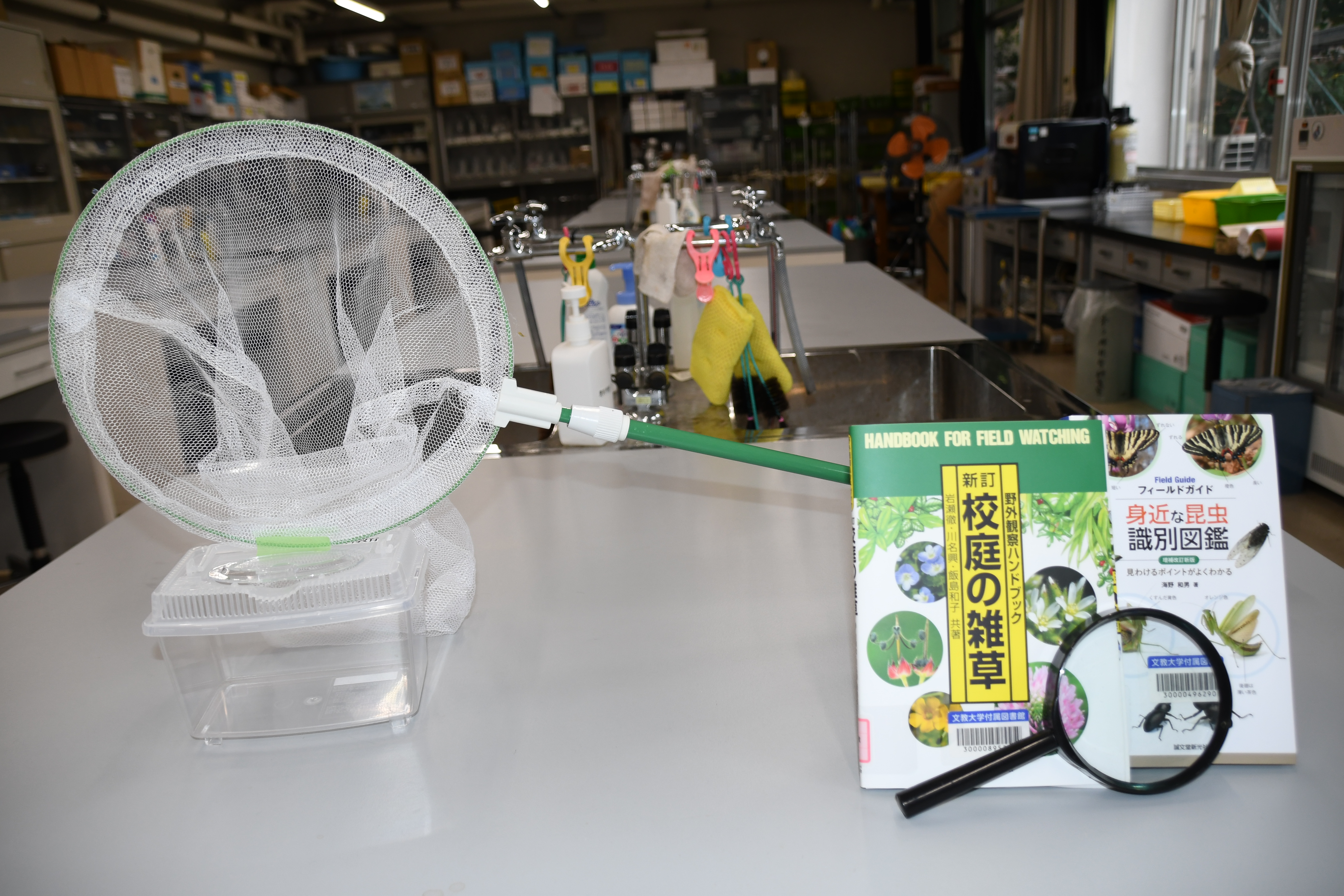 ・昆虫や植物の観察（小学校3年生理科）