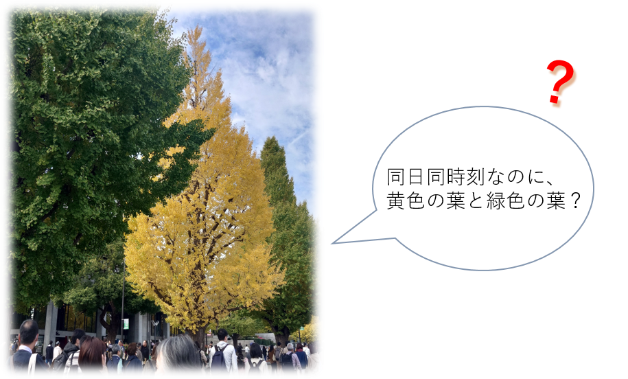 イチョウの葉の黄葉