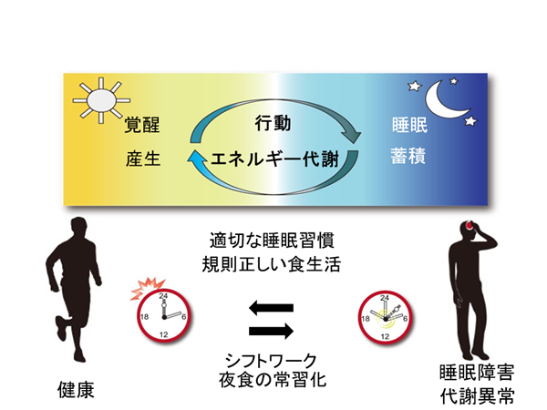 概日リズム　多様な生理機能に観察される24時間の周期変動