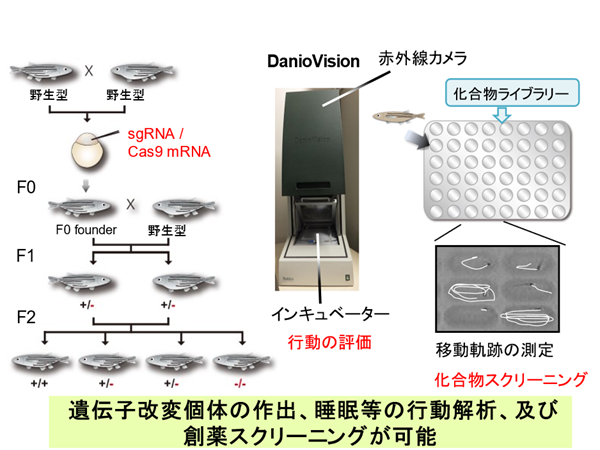 小型魚類を用いた体内時計の研究
